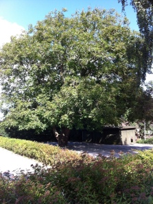 Valnøddetræet ved det nedlagte posthus